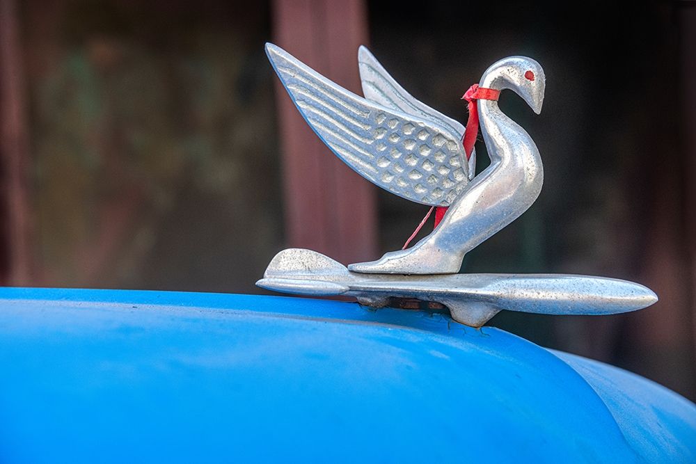 Detail of swan hood ornament usually found on classic American Packard Havana-Cuba art print by Janis Miglavs for $57.95 CAD